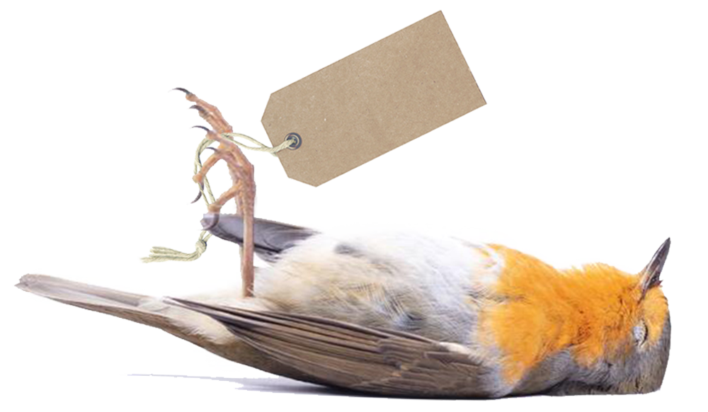 A picture of dead Red Robin with a price tag around its paw